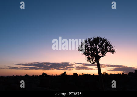Faretra albero a Quiver Tree Forest / gigantesco parco giochi vicino a Keetmanshoop, sud della Namibia, appena dopo il tramonto. Ora blu / lunga esposizione Foto Stock