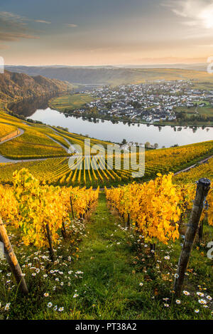 Il loop della Mosella in Piesport con vista dei vigneti autunnali. Foto Stock