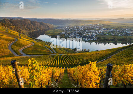 Il loop della Mosella in Piesport con vista dei vigneti autunnali. Foto Stock