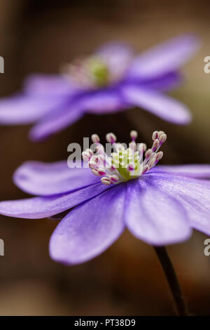 Liverwort, Anemone hepatica Foto Stock