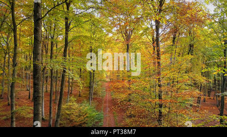 In legno di faggio in autunno, Freudenburg, Valle della Saar e della Renania Palatinato, della Germania Foto Stock