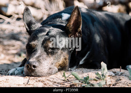 Cane sdraiato rilassato nel sun Foto Stock