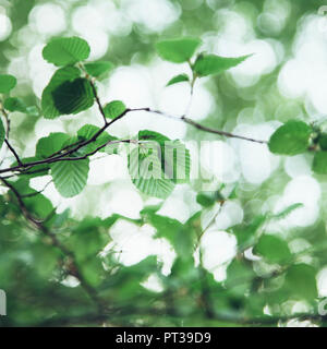 Delicato Betulla foglie in aprile Foto Stock