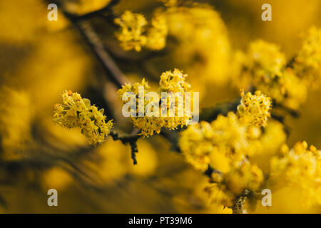 Corniolo fiori Foto Stock