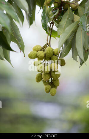 Verde Tropical frutti pendenti da un ramo con foglie di colore verde Foto Stock