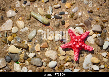 Stella di mare sulla spiaggia. Brillante, rosso, a cinque punte. Sabbiosa spiaggia di ciottoli. Foto Stock