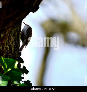 Eurasian rampichino alpestre / comune rampichino alpestre (Certhia familiaris) rampicante su un albero Foto Stock
