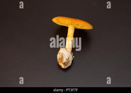 La regina dei funghi: cresciuti Amanita cesarea Foto Stock