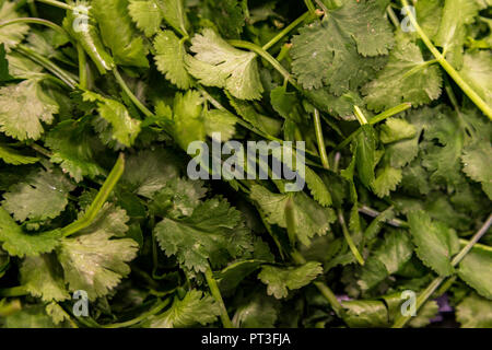 Preparati commerciali di foglie di insalata Foto Stock