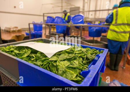 La produzione di cibo e la preparazione delle immagini di Agricoltura del Regno Unito Foto Stock