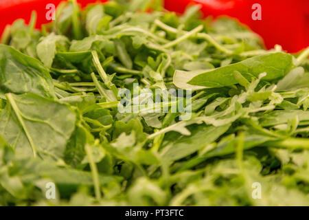 Preparati commerciali di foglie di insalata Foto Stock