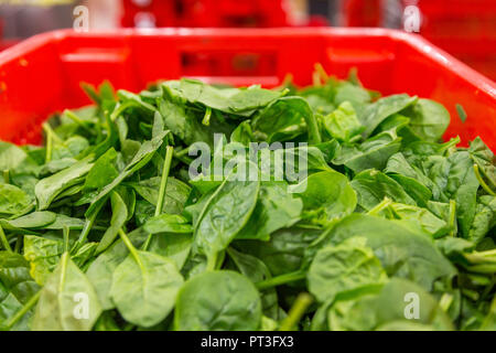 Preparati commerciali di foglie di insalata Foto Stock