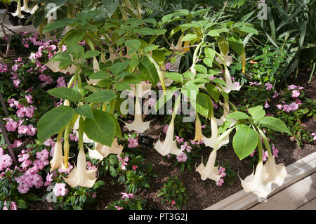 Brugmansia x Candida Grand Marnier comunemente noto come angeli trombe Foto Stock