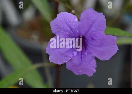 Impianto di piroscissione fiore tropicale in giardino Foto Stock