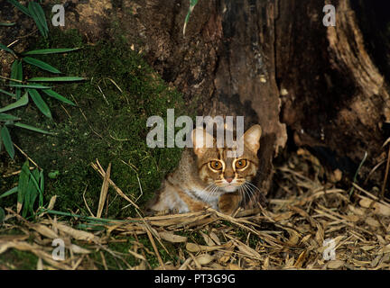 Gatto macchiato di ruggine (Prionailurus rubiginosus), Captive, Port Lympne Wild Animal Park, Kent, Regno Unito Foto Stock