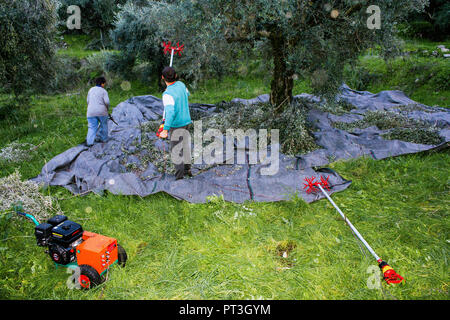 La raccolta delle olive in Kalamata, regione del Peloponneso, southwestern in Grecia. Foto Stock