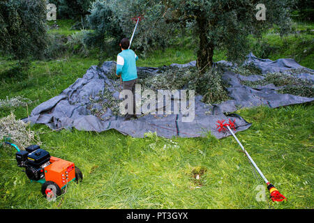 La raccolta delle olive in Kalamata, regione del Peloponneso, southwestern in Grecia. Foto Stock