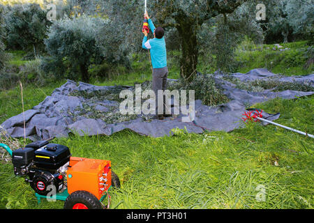 La raccolta delle olive in Kalamata, regione del Peloponneso, southwestern in Grecia. Foto Stock