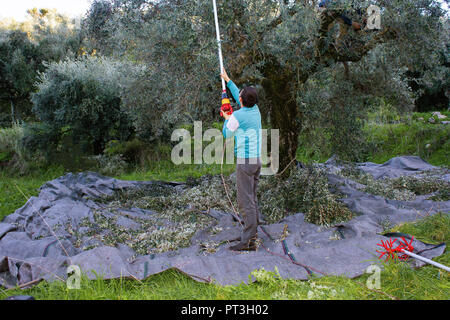 La raccolta delle olive in Kalamata, regione del Peloponneso, southwestern in Grecia. Foto Stock