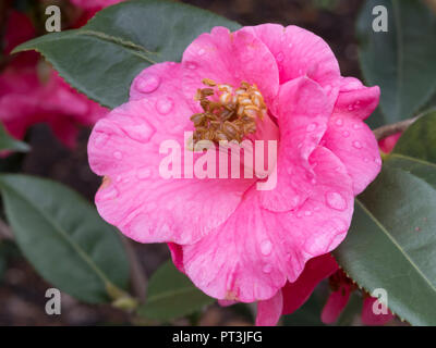 Un unico fiore di Pink Camellia. Foto Stock