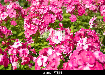 Un sacco di fiori rosa sfondo phloxes Foto Stock