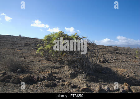 Il paesaggio di montagna Pelada in Tenerife. In primo piano si può vedere un balo o Plocama pendula, endemica nelle isole Canarie Foto Stock