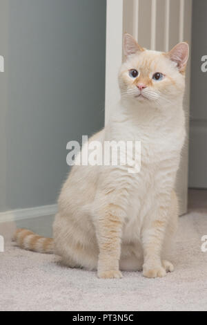 Un bianco flamepoint gatto siamese gatto con gli occhi blu Foto Stock