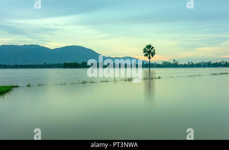 Percorso lonely Palm tree tra campi allagati come un lago ancora sulla stagione flottante in Vietnam rurale Foto Stock