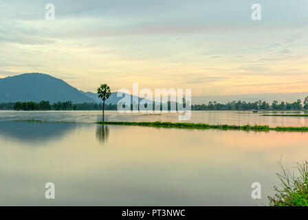 Percorso lonely Palm tree tra campi allagati come un lago ancora sulla stagione flottante in Vietnam rurale Foto Stock