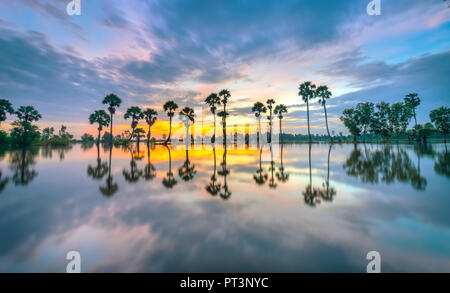 Sunrise colorati con alte palme che si elevano fino al cielo drammatico belle nuvole e silhouette riflettere sull'acqua di superficie nelle zone rurali del Delta del Mekong Foto Stock