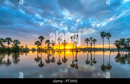 Sunrise colorati con alte palme che si elevano fino al cielo drammatico belle nuvole e silhouette riflettere sull'acqua di superficie nelle zone rurali del Delta del Mekong Foto Stock