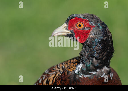 Un molto vicino la fotografia della testa di un fagiano maschio. Si tratta di un profilo verticale e l'uccello è rivolto a sinistra in spazio aperto Foto Stock