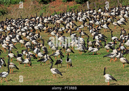 Stormo di oche Gazza sul terreno nel lontano Nord Queensland Australia Foto Stock