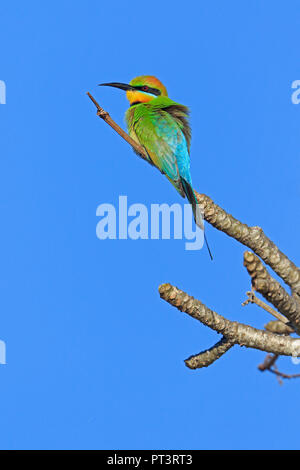 Rainbow gruccione in Cairns lontano Nord Queensland Australia Foto Stock