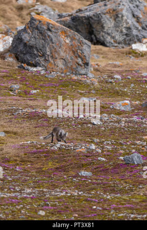 Arctic Fox (Vulpes vulpes lagopus) in estate rivestire in Svalbard, Norvegia. Foto Stock
