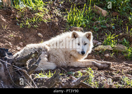 Lupo Bianco o lupo artico vicino nella natura Foto Stock