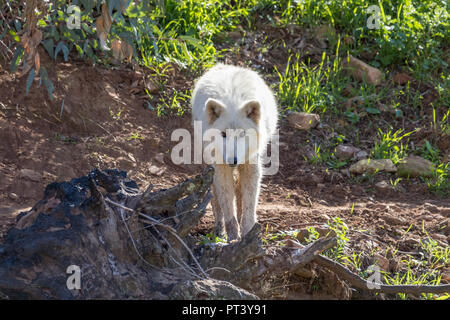 Lupo Bianco o lupo artico vicino nella natura Foto Stock