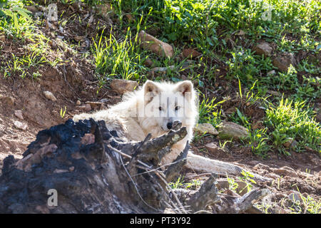 Lupo Bianco o lupo artico vicino nella natura Foto Stock