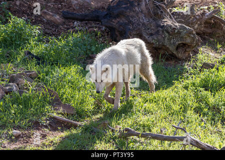 Lupo Bianco o lupo artico vicino nella natura Foto Stock