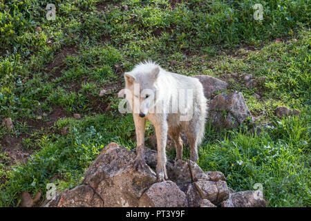 Lupo Bianco o lupo artico vicino nella natura Foto Stock