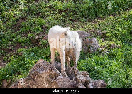 Lupo Bianco o lupo artico vicino nella natura Foto Stock