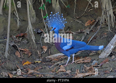 Victoria incoronato piccione in Papua Nuova Guinea Foto Stock