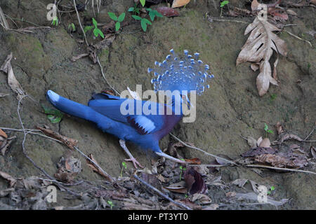 Victoria incoronato piccione in Papua Nuova Guinea Foto Stock