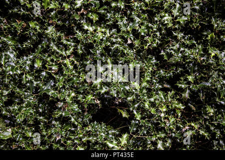 Natale holly foglie, albero verde dettaglio con punte Foto Stock