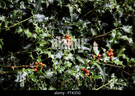 Natale holly foglie, albero verde dettaglio con punte Foto Stock
