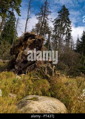 L'Europa, Germania, Sassonia-Anhalt, Parco Nazionale di Harz, abete caduto sulla Brockenbett dopo una tempesta Foto Stock