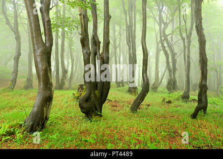 Foresta Misteriosa, nebbia e pioggia, stranamente ricoperta di faggio, i Monti Metalliferi, Repubblica Ceca Foto Stock