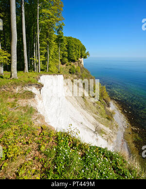 Germania, Meclenburgo-Pomerania Occidentale, Rügen Isola, Jasmund National Park, vista dall'alto a Riva per il Mar Baltico e il chalk cliffs, la molla del bosco di faggio sulla sponda ripida fresco verde, legno fiore anemone Foto Stock