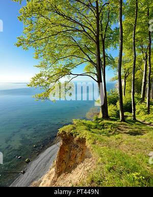 Germania, Meclemburgo-Pomerania, Rügen Isola, Jasmund National Park, foresta di faggio sulle scogliere, Mar Baltico viste, molla, fresco verde Foto Stock