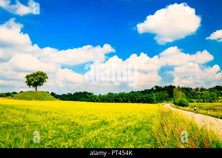 Un albero solitario in un campo di mais in campagna del Friuli Venezia Giulia, provincia di Udine, Italia, Foto Stock